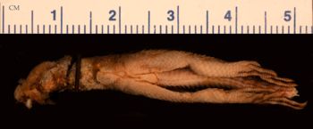 Media type: image;   Herpetology R-24983
